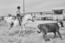 Pete's Photography photographs of the 2024 Ancaster Fairgrounds cattle sorting and six horse hitch demonstration in wide angle format.