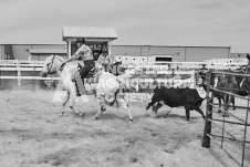 Pete's Photography photographs of the 2024 Ancaster Fairgrounds cattle sorting and six horse hitch demonstration in wide angle format.