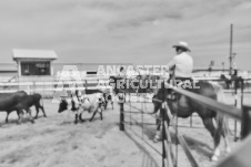 Pete's Photography photographs of the 2024 Ancaster Fairgrounds cattle sorting and six horse hitch demonstration in wide angle format.