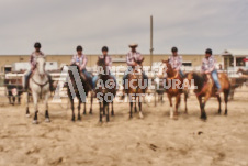 Pete's Photography photographs of the 2024 Ancaster Fairgrounds cattle sorting and six horse hitch demonstration in wide angle format.