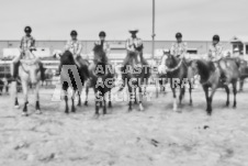 Pete's Photography photographs of the 2024 Ancaster Fairgrounds cattle sorting and six horse hitch demonstration in wide angle format.