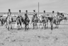 Pete's Photography photographs of the 2024 Ancaster Fairgrounds cattle sorting and six horse hitch demonstration in wide angle format.