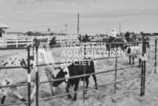 Pete's Photography photographs of the 2024 Ancaster Fairgrounds cattle sorting and six horse hitch demonstration in wide angle format.