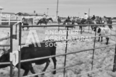 Pete's Photography photographs of the 2024 Ancaster Fairgrounds cattle sorting and six horse hitch demonstration in wide angle format.