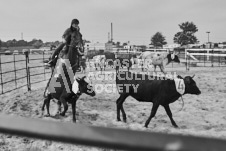 Pete's Photography photographs of the 2024 Ancaster Fairgrounds cattle sorting and six horse hitch demonstration in wide angle format.