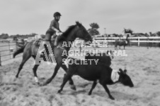 Pete's Photography photographs of the 2024 Ancaster Fairgrounds cattle sorting and six horse hitch demonstration in wide angle format.