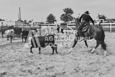 Pete's Photography photographs of the 2024 Ancaster Fairgrounds cattle sorting and six horse hitch demonstration in wide angle format.