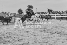 Pete's Photography photographs of the 2024 Ancaster Fairgrounds cattle sorting and six horse hitch demonstration in wide angle format.