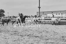 Pete's Photography photographs of the 2024 Ancaster Fairgrounds cattle sorting and six horse hitch demonstration in wide angle format.