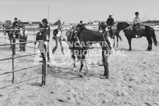 Pete's Photography photographs of the 2024 Ancaster Fairgrounds cattle sorting and six horse hitch demonstration in wide angle format.