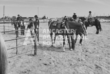 Pete's Photography photographs of the 2024 Ancaster Fairgrounds cattle sorting and six horse hitch demonstration in wide angle format.