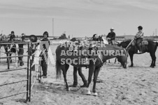 Pete's Photography photographs of the 2024 Ancaster Fairgrounds cattle sorting and six horse hitch demonstration in wide angle format.