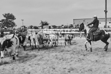 Pete's Photography photographs of the 2024 Ancaster Fairgrounds cattle sorting and six horse hitch demonstration in wide angle format.