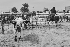 Pete's Photography photographs of the 2024 Ancaster Fairgrounds cattle sorting and six horse hitch demonstration in wide angle format.