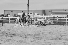 Pete's Photography photographs of the 2024 Ancaster Fairgrounds cattle sorting and six horse hitch demonstration in wide angle format.