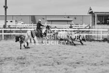 Pete's Photography photographs of the 2024 Ancaster Fairgrounds cattle sorting and six horse hitch demonstration in wide angle format.