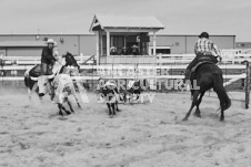 Pete's Photography photographs of the 2024 Ancaster Fairgrounds cattle sorting and six horse hitch demonstration in wide angle format.