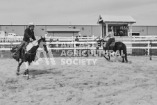 Pete's Photography photographs of the 2024 Ancaster Fairgrounds cattle sorting and six horse hitch demonstration in wide angle format.