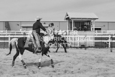 Pete's Photography photographs of the 2024 Ancaster Fairgrounds cattle sorting and six horse hitch demonstration in wide angle format.