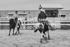 Pete's Photography photographs of the 2024 Ancaster Fairgrounds cattle sorting and six horse hitch demonstration in wide angle format.