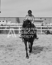 Pete's Photography photographs of the 2024 Ancaster Fairgrounds cattle sorting and six horse hitch demonstration in wide angle format.