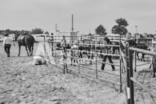 Pete's Photography photographs of the 2024 Ancaster Fairgrounds cattle sorting and six horse hitch demonstration in wide angle format.