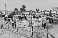 Pete's Photography photographs of the 2024 Ancaster Fairgrounds cattle sorting and six horse hitch demonstration in wide angle format.