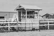 Pete's Photography photographs of the 2024 Ancaster Fairgrounds cattle sorting and six horse hitch demonstration in wide angle format.