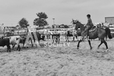 Pete's Photography photographs of the 2024 Ancaster Fairgrounds cattle sorting and six horse hitch demonstration in wide angle format.