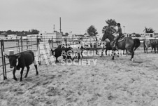 Pete's Photography photographs of the 2024 Ancaster Fairgrounds cattle sorting and six horse hitch demonstration in wide angle format.