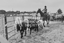 Pete's Photography photographs of the 2024 Ancaster Fairgrounds cattle sorting and six horse hitch demonstration in wide angle format.