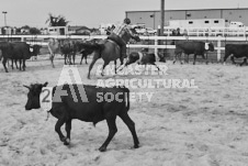 Pete's Photography photographs of the 2024 Ancaster Fairgrounds cattle sorting and six horse hitch demonstration in wide angle format.