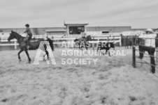 Pete's Photography photographs of the 2024 Ancaster Fairgrounds cattle sorting and six horse hitch demonstration in wide angle format.