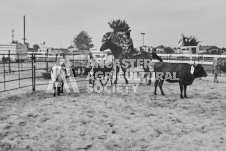 Pete's Photography photographs of the 2024 Ancaster Fairgrounds cattle sorting and six horse hitch demonstration in wide angle format.