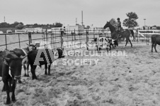 Pete's Photography photographs of the 2024 Ancaster Fairgrounds cattle sorting and six horse hitch demonstration in wide angle format.