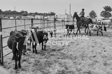 Pete's Photography photographs of the 2024 Ancaster Fairgrounds cattle sorting and six horse hitch demonstration in wide angle format.