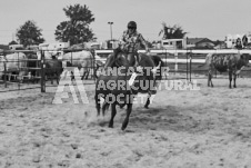 Pete's Photography photographs of the 2024 Ancaster Fairgrounds cattle sorting and six horse hitch demonstration in wide angle format.