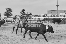 Pete's Photography photographs of the 2024 Ancaster Fairgrounds cattle sorting and six horse hitch demonstration in wide angle format.