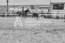 Pete's Photography photographs of the 2024 Ancaster Fairgrounds cattle sorting and six horse hitch demonstration in wide angle format.