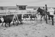 Pete's Photography photographs of the 2024 Ancaster Fairgrounds cattle sorting and six horse hitch demonstration in wide angle format.