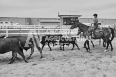 Pete's Photography photographs of the 2024 Ancaster Fairgrounds cattle sorting and six horse hitch demonstration in wide angle format.