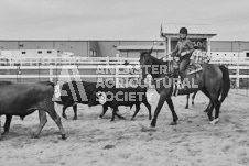 Pete's Photography photographs of the 2024 Ancaster Fairgrounds cattle sorting and six horse hitch demonstration in wide angle format.