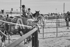 Pete's Photography photographs of the 2024 Ancaster Fairgrounds cattle sorting and six horse hitch demonstration in wide angle format.