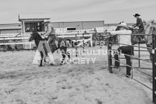 Pete's Photography photographs of the 2024 Ancaster Fairgrounds cattle sorting and six horse hitch demonstration in wide angle format.