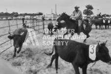 Pete's Photography photographs of the 2024 Ancaster Fairgrounds cattle sorting and six horse hitch demonstration in wide angle format.