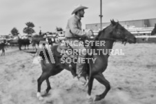 Pete's Photography photographs of the 2024 Ancaster Fairgrounds cattle sorting and six horse hitch demonstration in wide angle format.