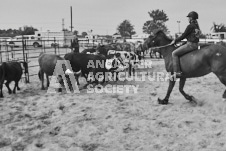 Pete's Photography photographs of the 2024 Ancaster Fairgrounds cattle sorting and six horse hitch demonstration in wide angle format.