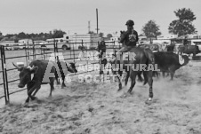 Pete's Photography photographs of the 2024 Ancaster Fairgrounds cattle sorting and six horse hitch demonstration in wide angle format.