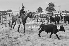 Pete's Photography photographs of the 2024 Ancaster Fairgrounds cattle sorting and six horse hitch demonstration in wide angle format.