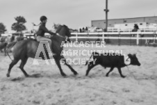 Pete's Photography photographs of the 2024 Ancaster Fairgrounds cattle sorting and six horse hitch demonstration in wide angle format.